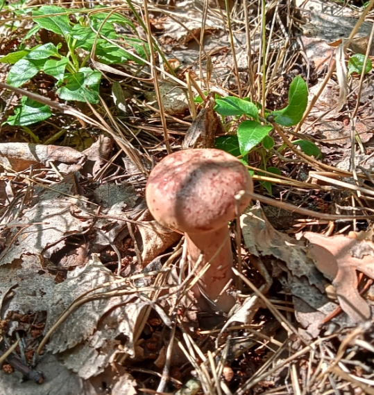 Сказотарабарщина