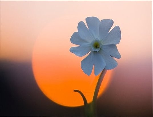 Мерцанье душ