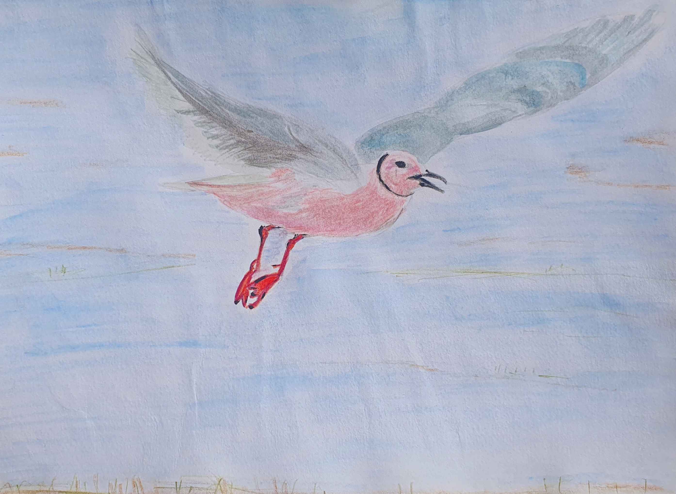 Чайка розовая