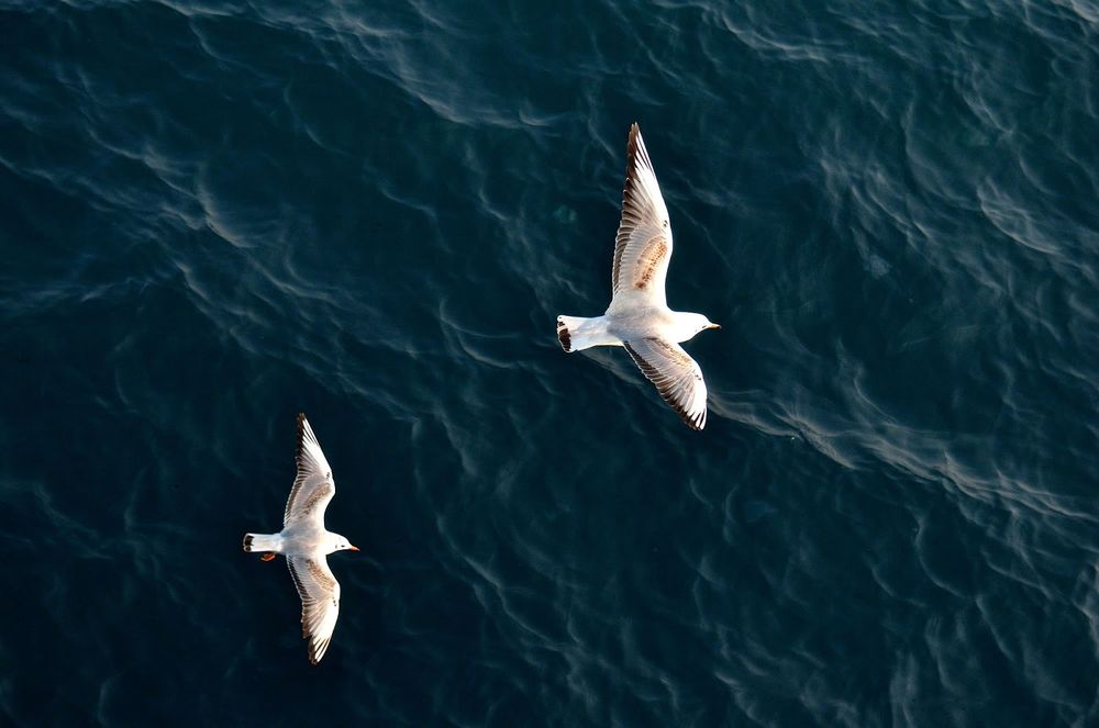 Чайка над морем летит