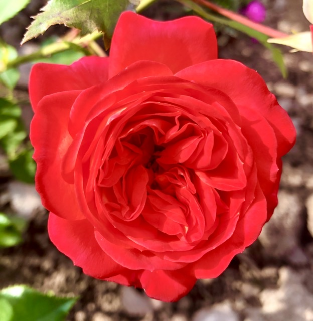 Наследие великого Дэвида