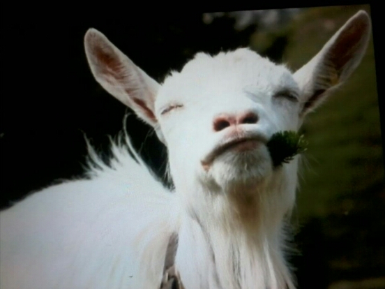 Басня о Козе и Пчеле на летнем лугу