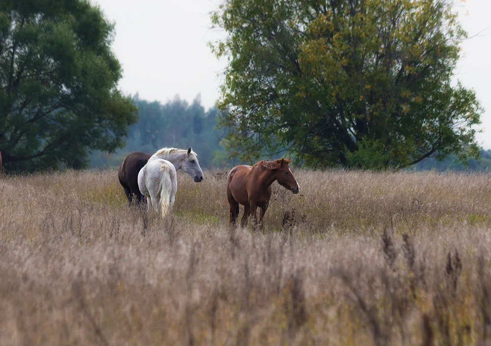 Верховое поле. Лошадь в поле. Поля России и лошади. Loschadi v Pole. Русское поле с лошадью.