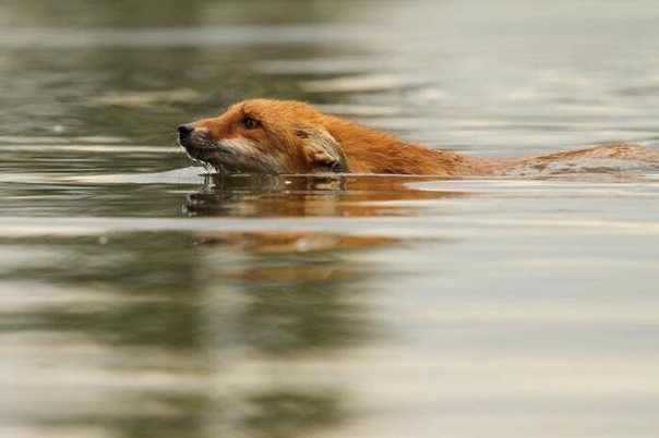 Материнская душа