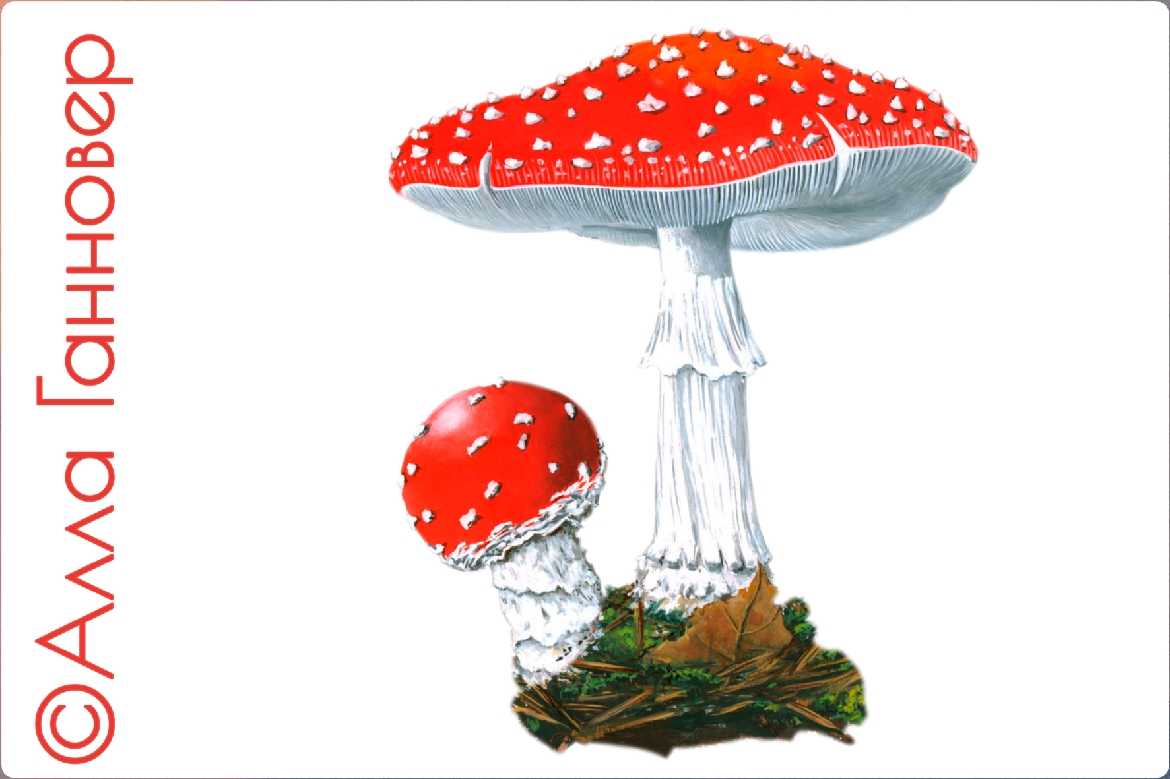 Мухомор Красный Картинки