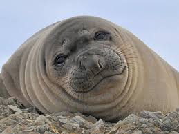 Морской слон. Алфавит детский. Буква М. Млекопитаю