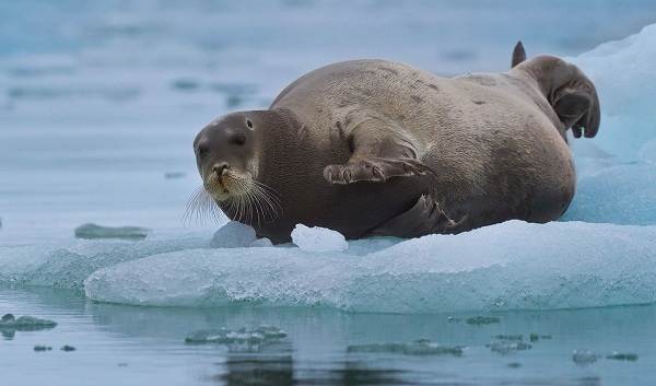 Морской заяц. Алфавит детский. Буква М. Млекопитаю