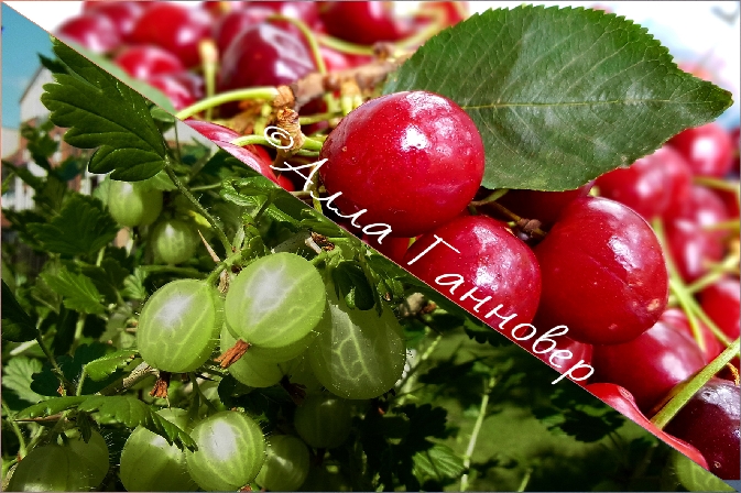 Вишня и крыжовник