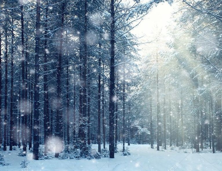 Лес Зимой нелюдим и серьёзен