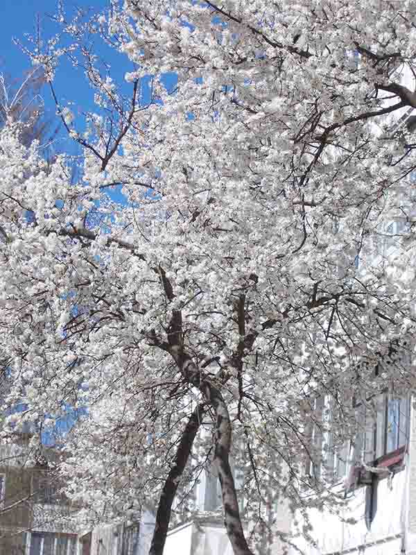 Все на крешченскiй морозец!