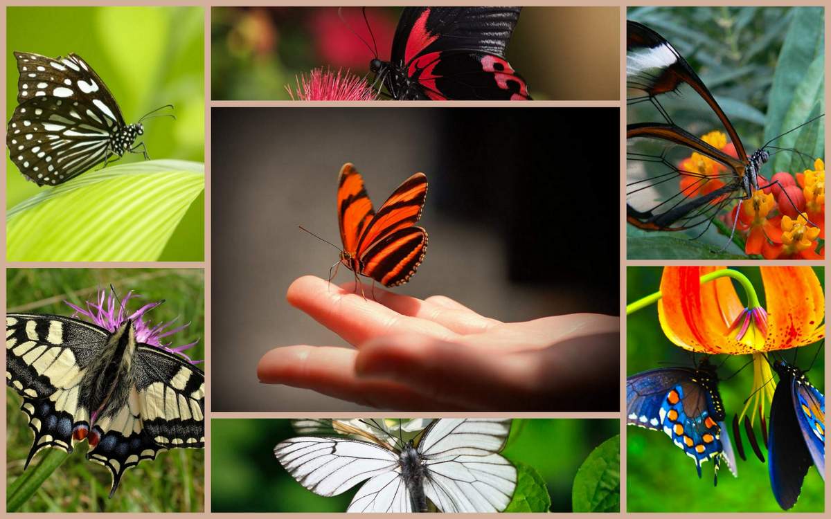 Бабочки живут всего. Жизнь бабочки. Срок жизни бабочки. Длительность жизни бабочки. Бабочки короткая жизнь.