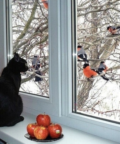 Кот и снегири