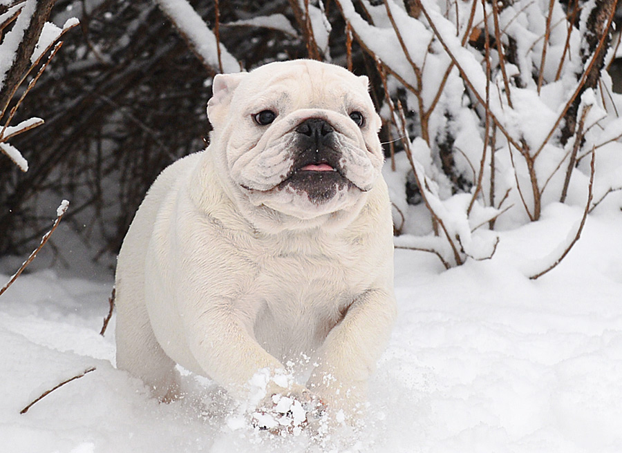 Булечка-булька