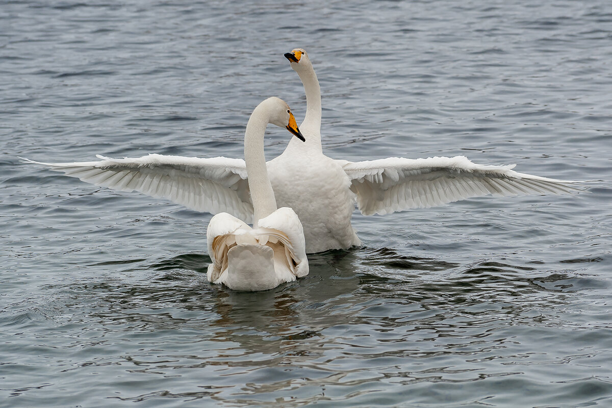 День белоснежных птиц