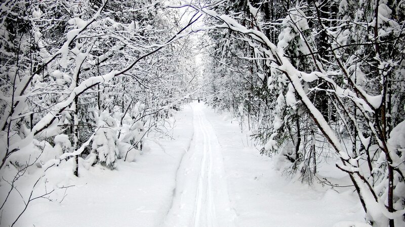 Зимний лес, заря алеет