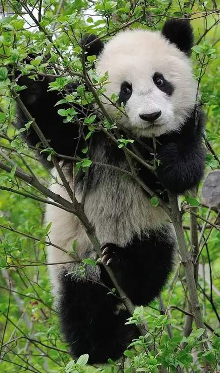 Большая панда