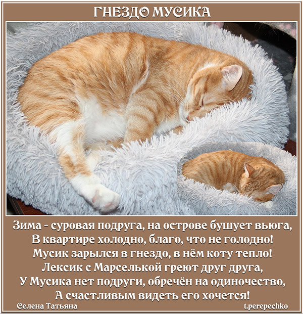 Гнездо Мусика