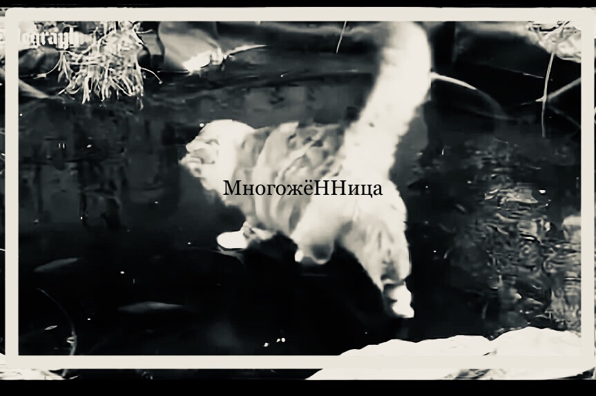 3е отделение мУрлезонского балета-ЧатоПьесы