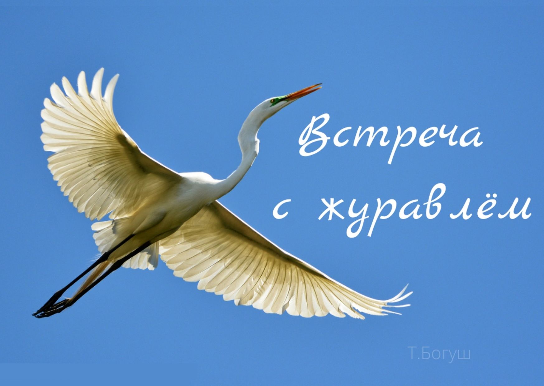 Полет цапли