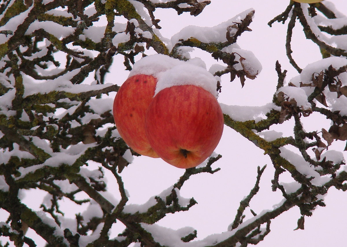 Зимняя яблоня какая