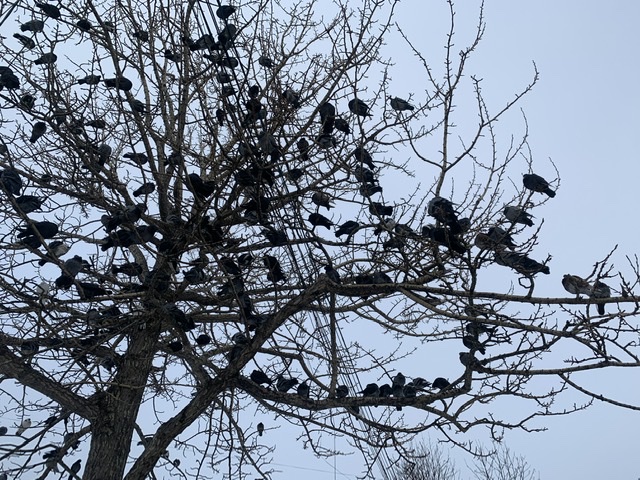 Крылатый букет