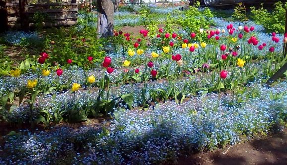 38. Незабудковые речки