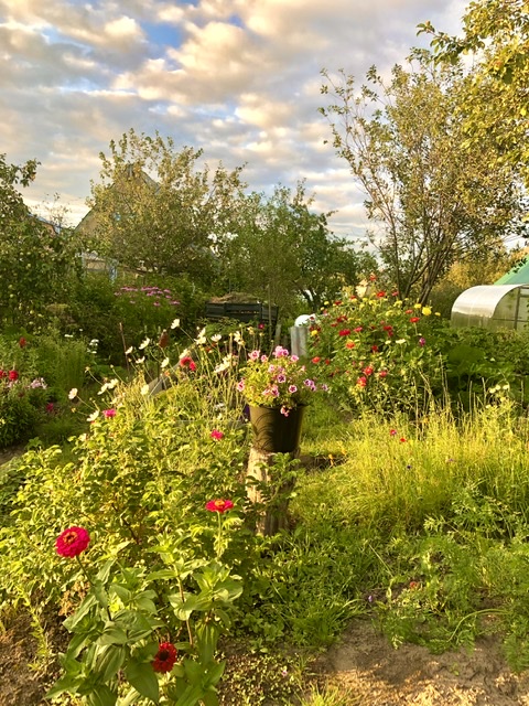 Цветы и небо