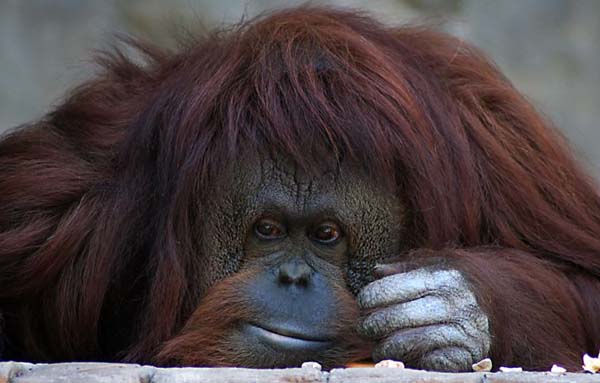 Орангутан
