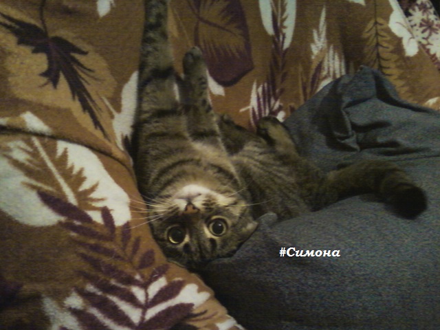 Наша кошечка Симона