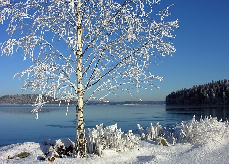 Березки лед. Береза во льду. Пейзажи с березой во льду. Заиндевелые деревья фото. Берёза во льду фото.