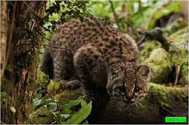 Чилийская кошка