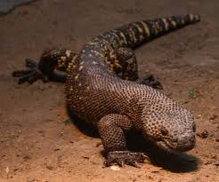 Ядозуб. Алфавит детский буква. Я