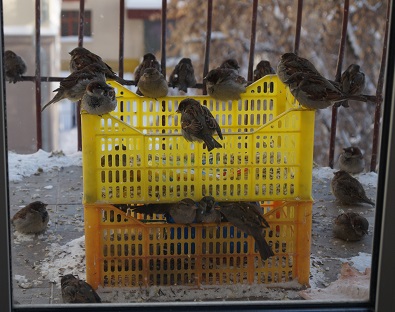 Птицеферма на балконе