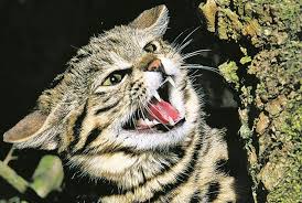 Муравьиный тигр. Алфавит детский. Буква М. Млеколп