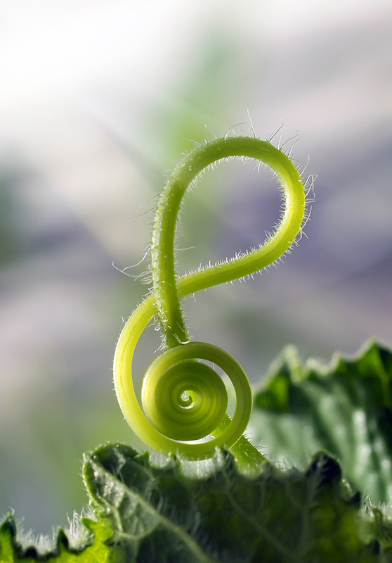 И в каждом дне есть музыка своя