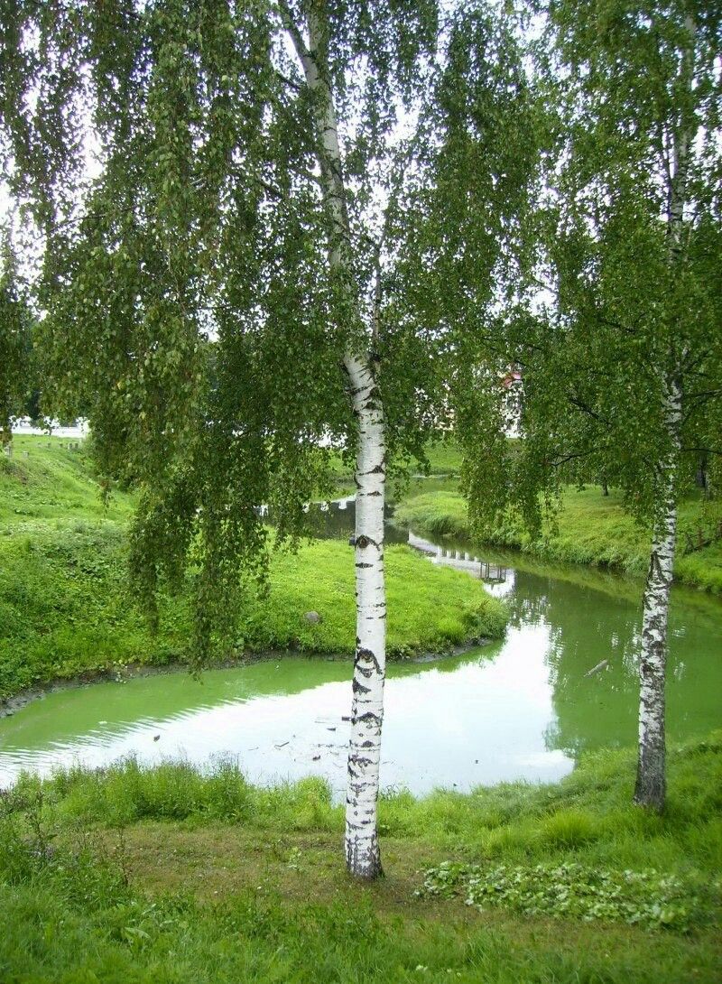 Использование дикорастущих растений в кулинарии. Береза.