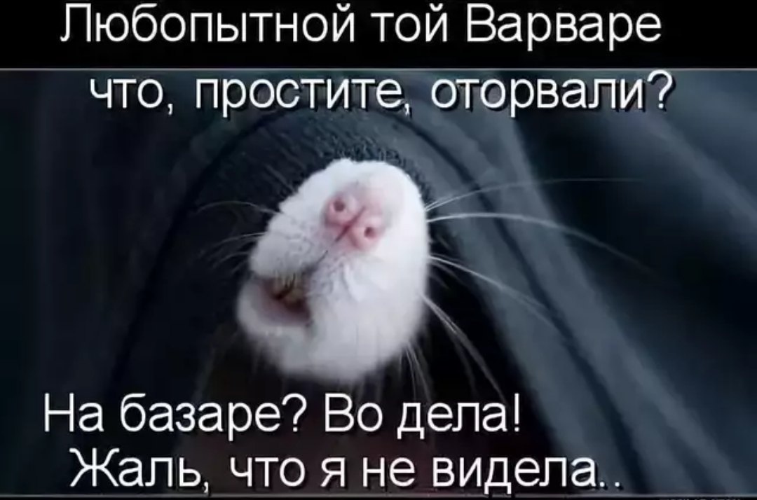 Любопытной Варваре На Базаре Нос Оторвали Картинки