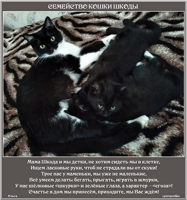 Семейство кошки Шкоды