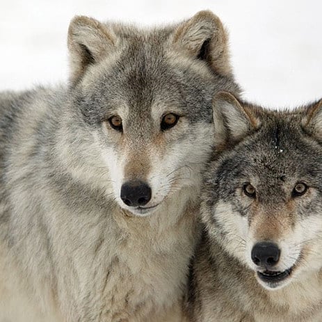 Волчьи святки