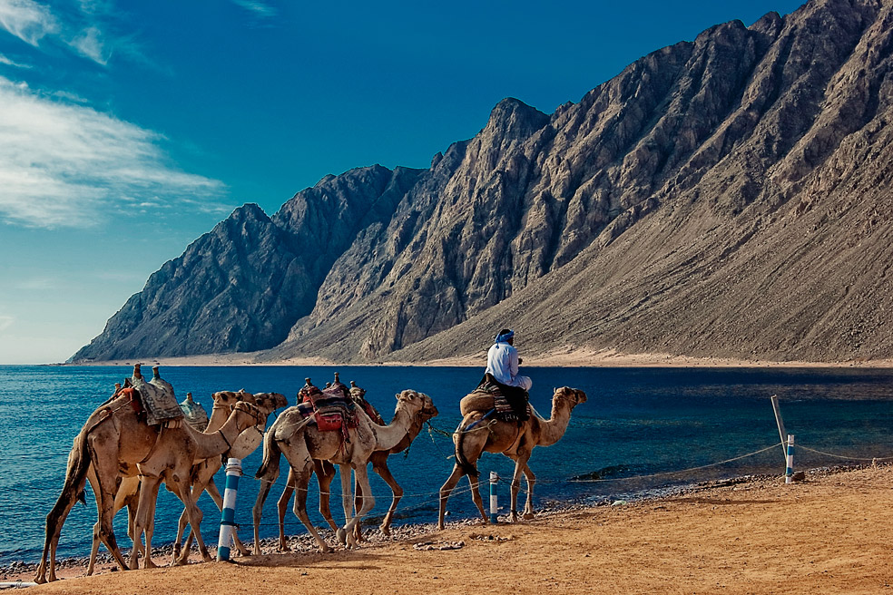 Караван 6 букв. Верблюды Караван. Таджикистан пустыня Караван. Тунис Караван. Синай Верблюды.