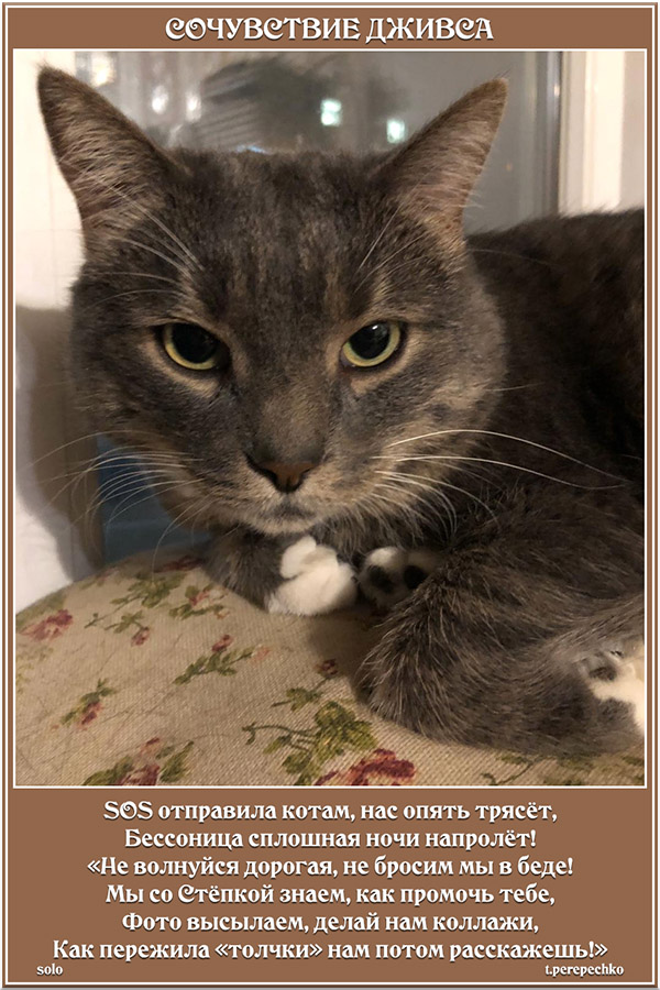 Сочувствие Дживса