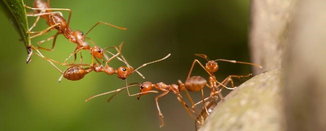 Муравьи считаются хозяевами чистоты!