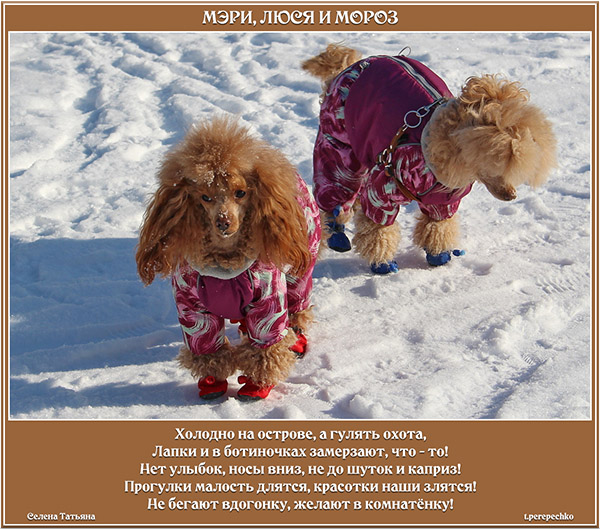 Мэри, Люся и мороз