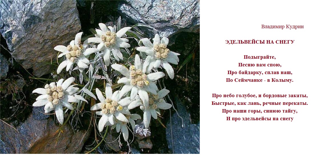 Эдельвейс текст. Цветок Эдельвейс Альпийский. Высокогорный цветок Эдельвейс. Растение Эдельвейс Альпийский описание. Эдельвейс цветок Легенда.