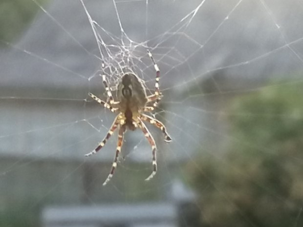 Чудный летний вечер