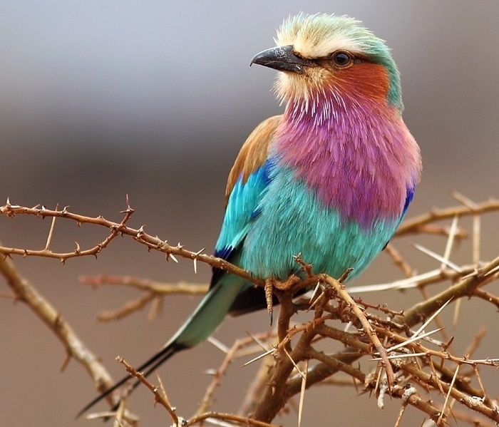 Устойчивое состояние возникает после смерти..