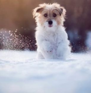 Такие нынче снегопады