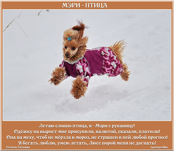 Мэри - птица