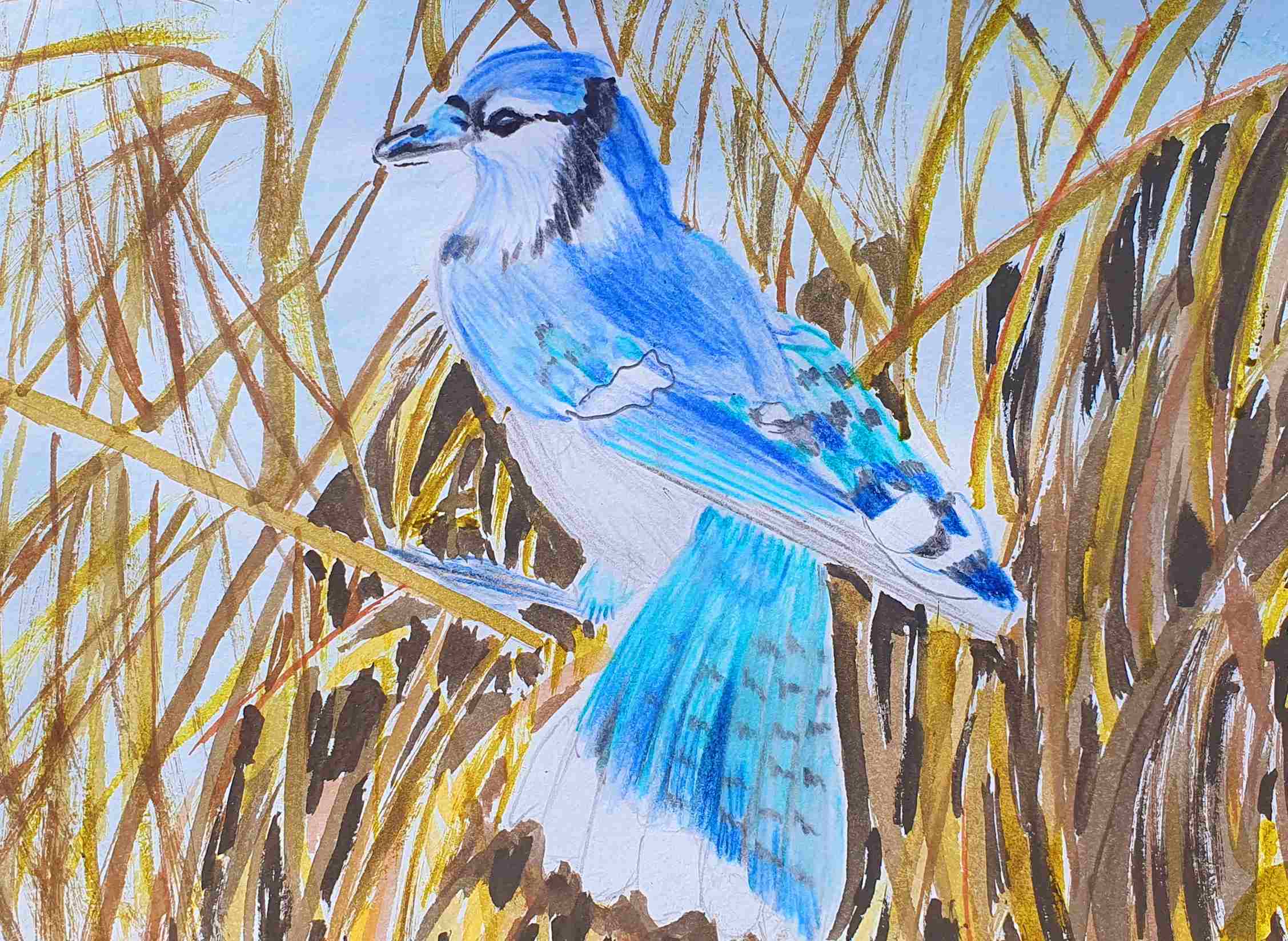 Сойка голубая североамериканская