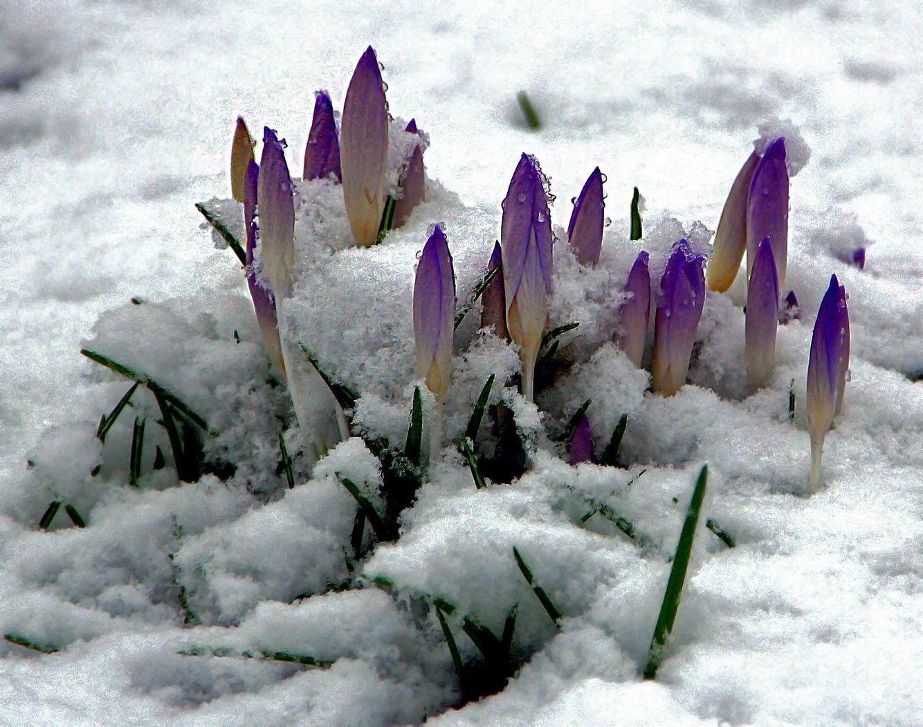 Первые цветы после снега. Пролески, подснежники, крокусы. Подснежники и цикламены. Первоцветы крокусы. Цветы в снегу.